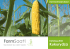 Katalog odmian kukurydzy