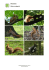 Wiewiórka (Sciurus vulgaris) - Miejski Ogród Botaniczny w Zabrzu