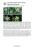 Tricyrtis hirta (Trójsklepka owłosiona, Żabia lilia, Ropusza lilia