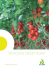 Katalog warzyw szklarniowych 2017 ( 8.58 MB)