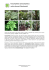 Amorphophallus (amorphophalus) rodzina Araceae (Obrazkowate)