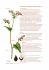 Gryka siewna ( Fagopyrum esculentum Mnch.)