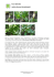Arum (Obrazki) rodzina Araceae (obrazkowate)