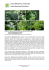 Lunaria (Miesiącznica, miesięcznica) rodzina Brassicaceae
