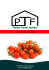 KATALOG: model Pomidor