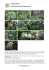 Aquilegia (Orlik) rodzina Ranunculaceae (Jaskrowate)