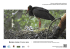 Bocian czarny Ciconia nigra Ochrona rzadkich ptaków strefowych w