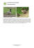 Krzyżówka (kaczka krzyżówka) (Anas platyrhynchos)
