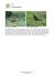Kos (Turdus merula) - Miejski Ogród Botaniczny w Zabrzu